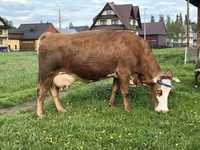Krowa mleczna cielna