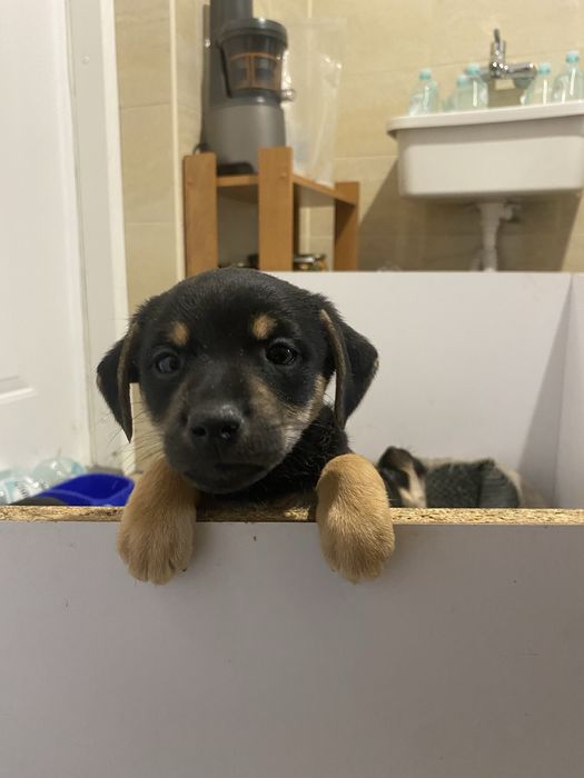 Szczeniaki do przygarnięcia