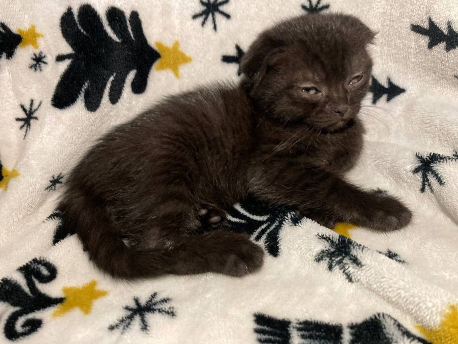 Котенята шукають сім'ю