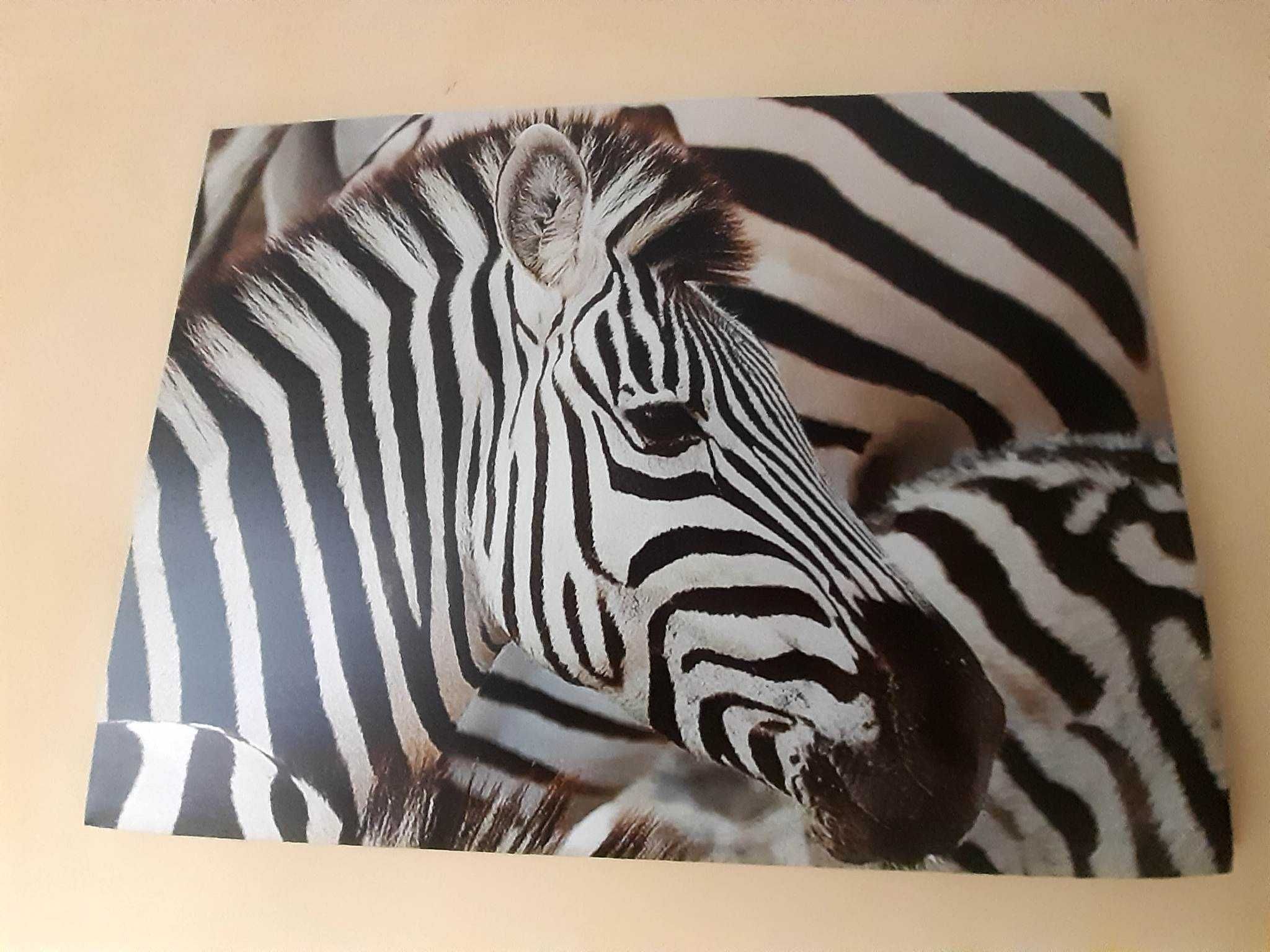 Obraz Zebra IKEA roz. 60x80