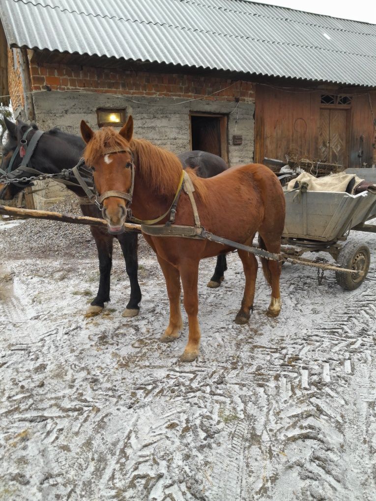 Продам на вибір спокійні