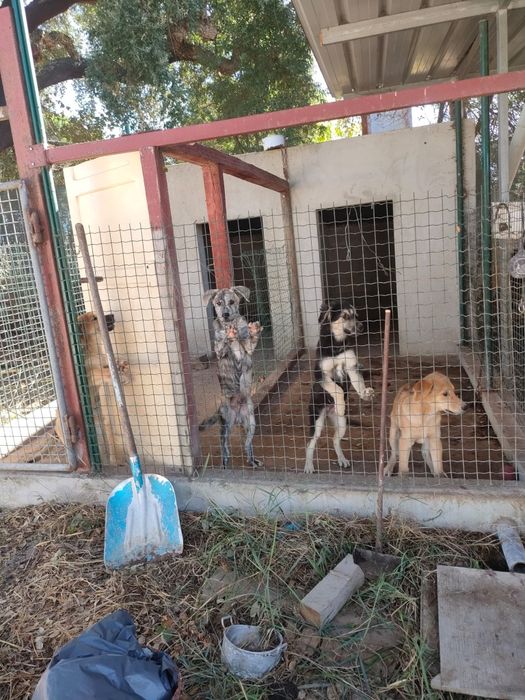 Dão se cãezinhos