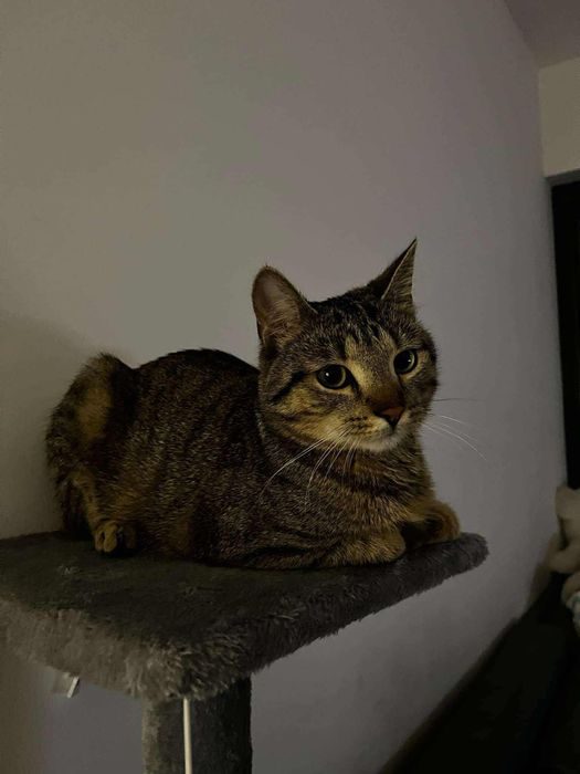 ZAGINĄŁ KOT!! KRAKERS, Kurza Góra/ Kościan