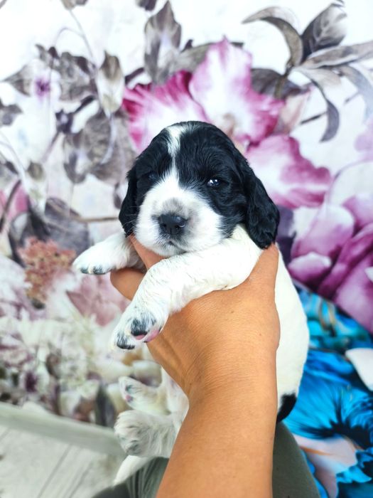 Cocker spaniel angielski biało-czarny z przesianiem