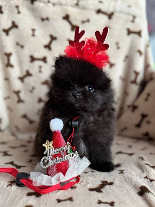 Чорні та кремові цуценята шпіц