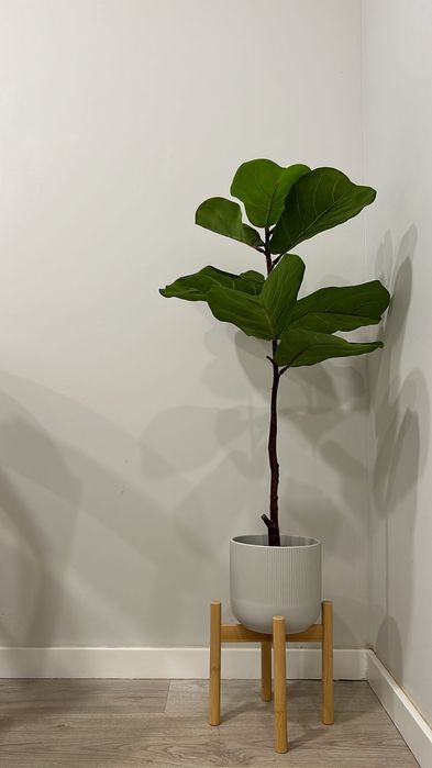 Ficus Lyrata artificial
