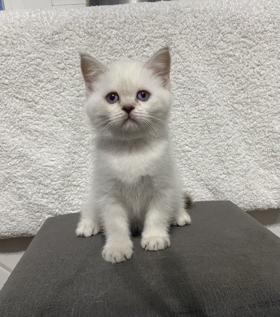 Продам кошечку, скотиш фолд, скотиш страйт