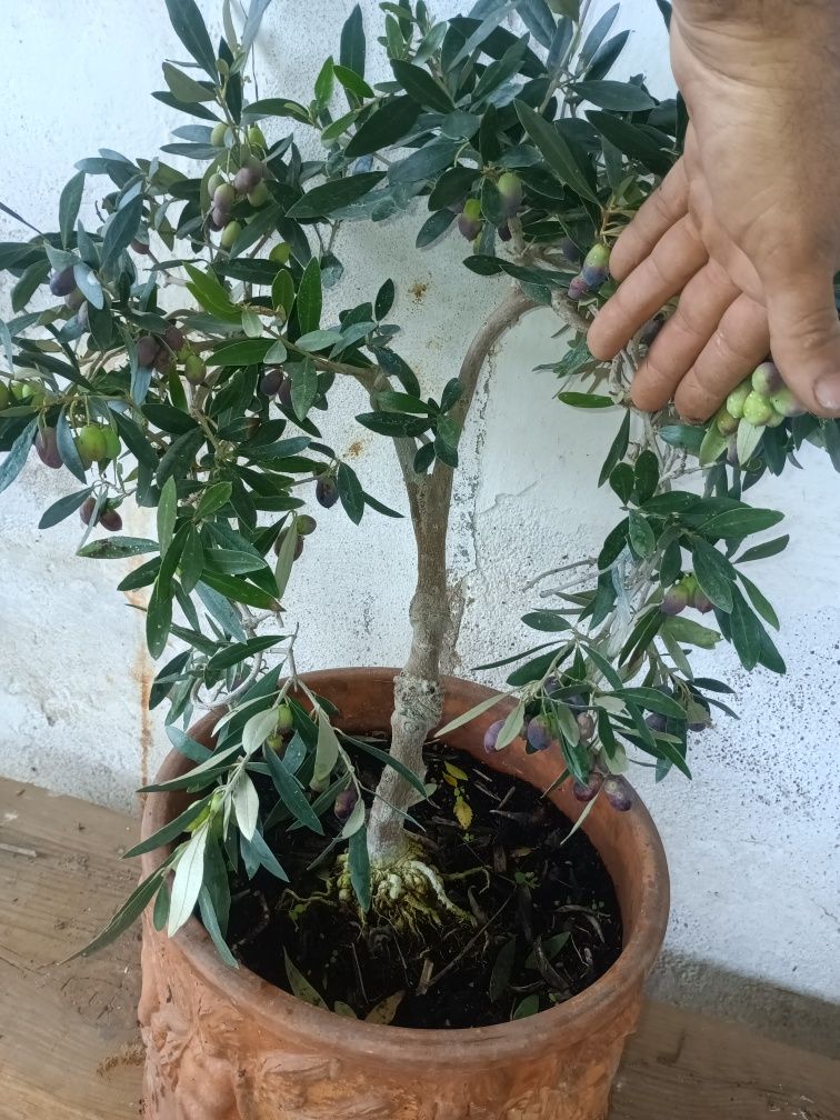 Bonsai oliveira galega