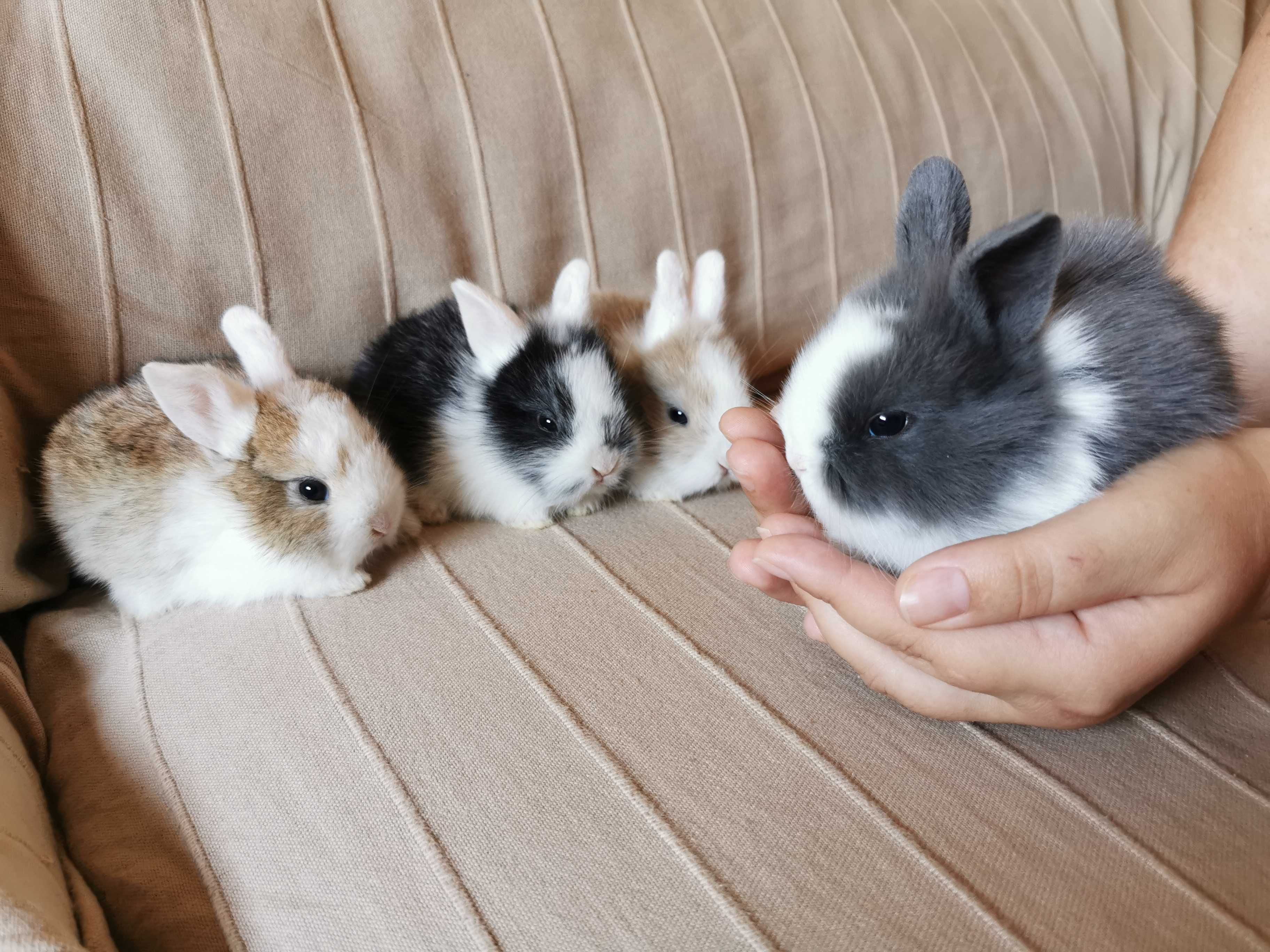 Coelhos anões mini + alimentação adequada + gaiola nova