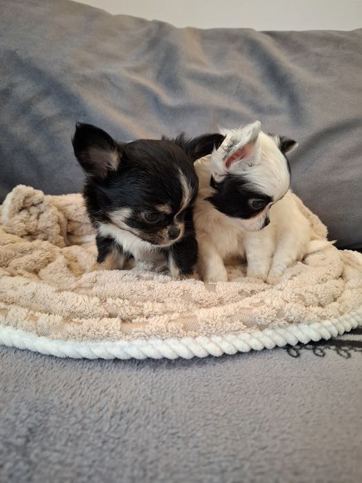 Uroczy długowłosy piesek chihuahua