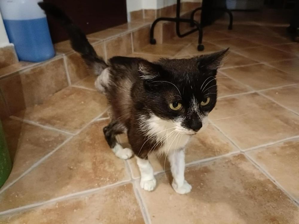 Merlin - najukochańszy kot bez łapki szuka domu