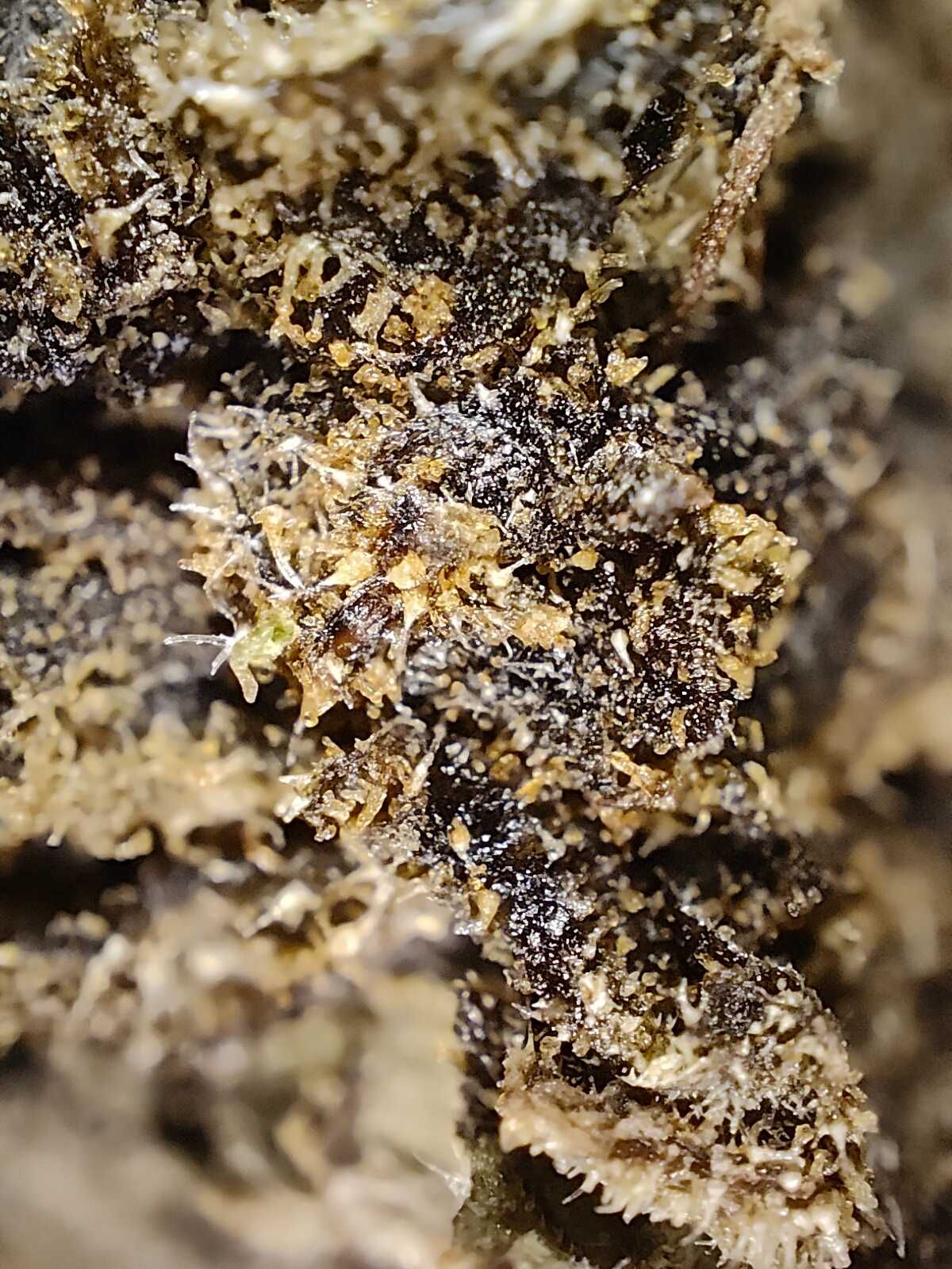 Susz konopny „SPICY GOLD CBD” 2g
