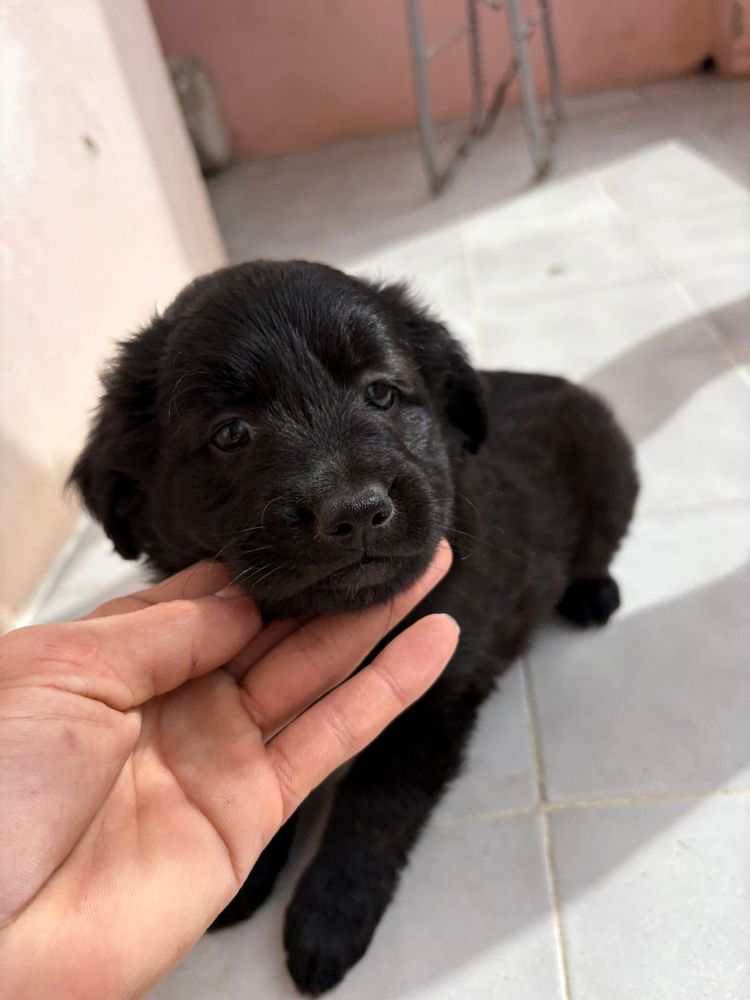 Cães filhotes para adoção