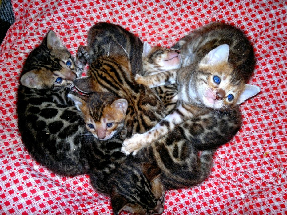 Бенгальські чистокровні кошенятка BENn24. Документи WCF