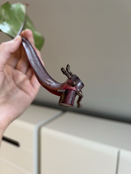 Philodendron Strawberry Shake