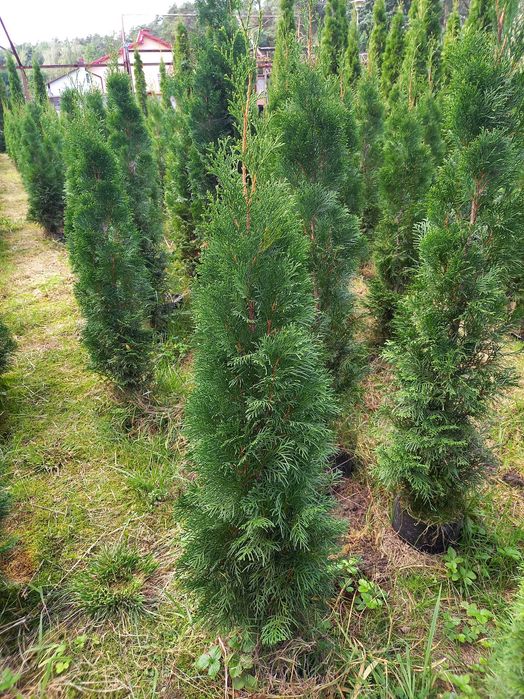 Tuje szmaragd w doniczkach 120 cm