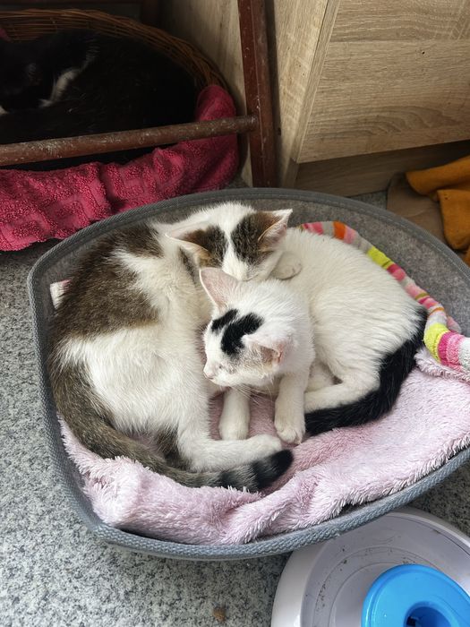 Ostoja mruczków kot Danio do adopcji