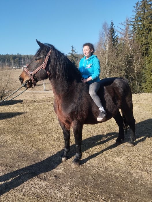 Sprzedam  slaska klacz