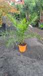 Palma Phoenix Daktylowiec kanaryjski 120cm