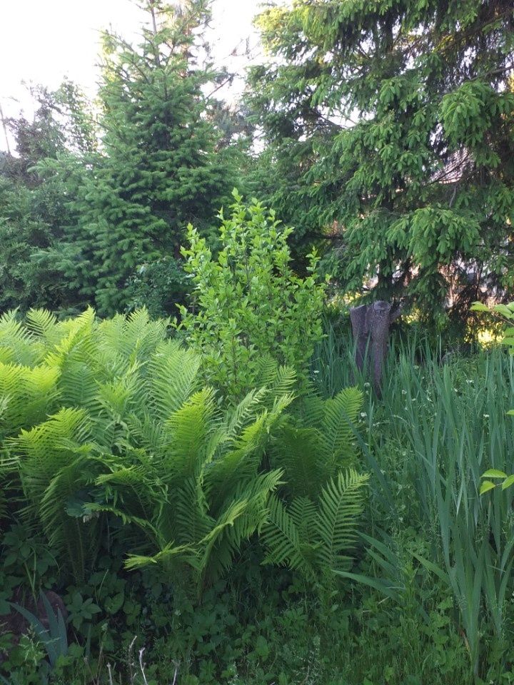 Paprocie ogrodowe