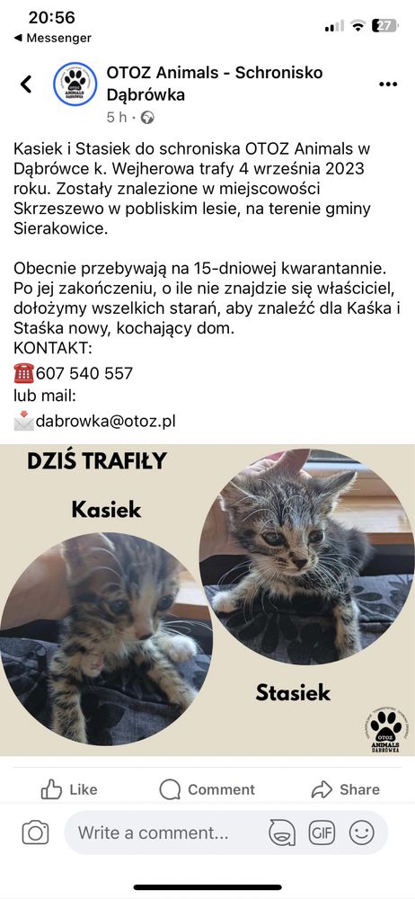 Małe kotki kocięta znalezione w lesie