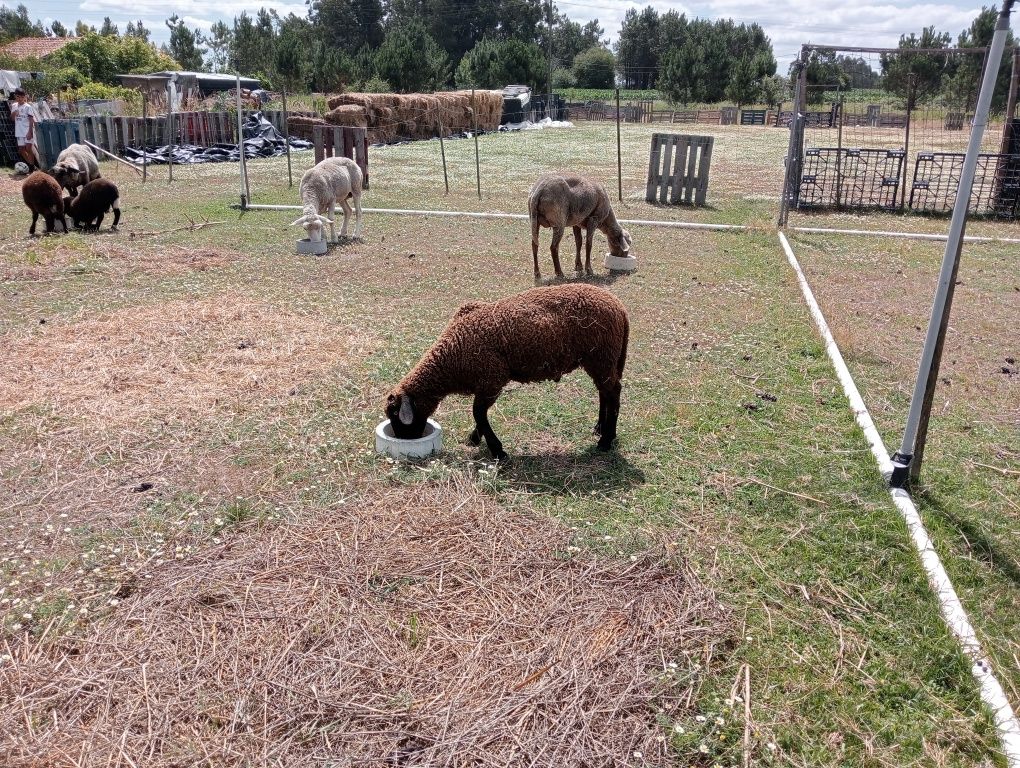 Vendo borregos 100 euros cada