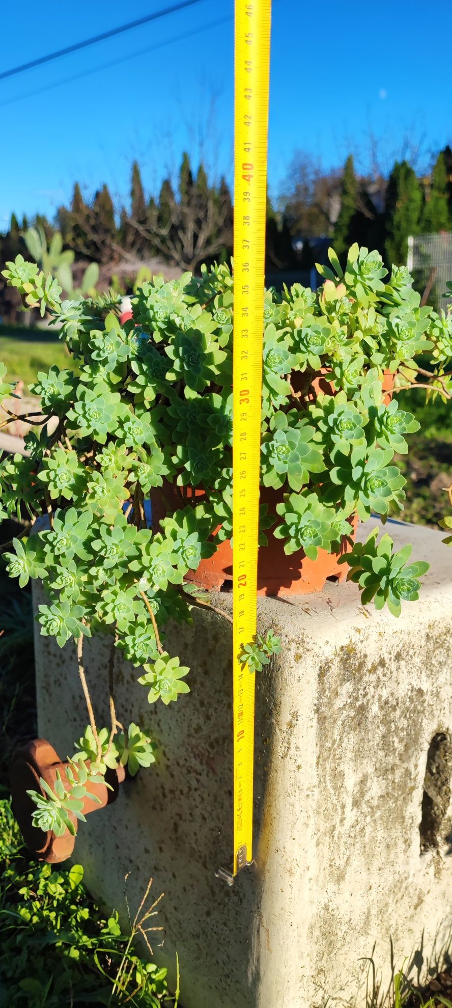 Planta suculenta