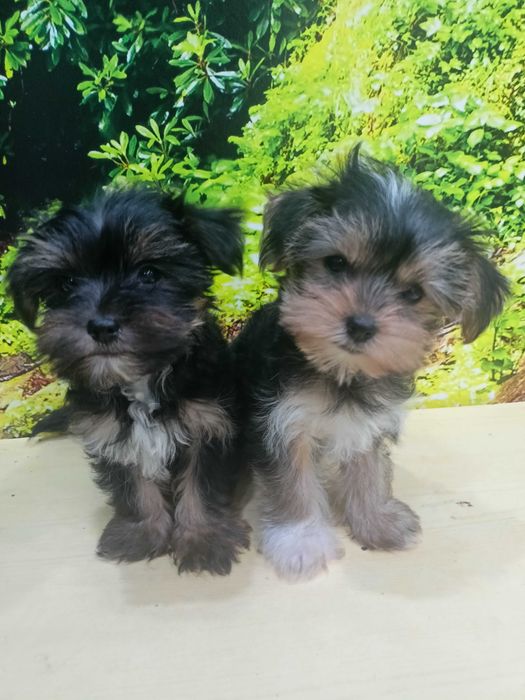 Szczeniaki York suczka i piesek