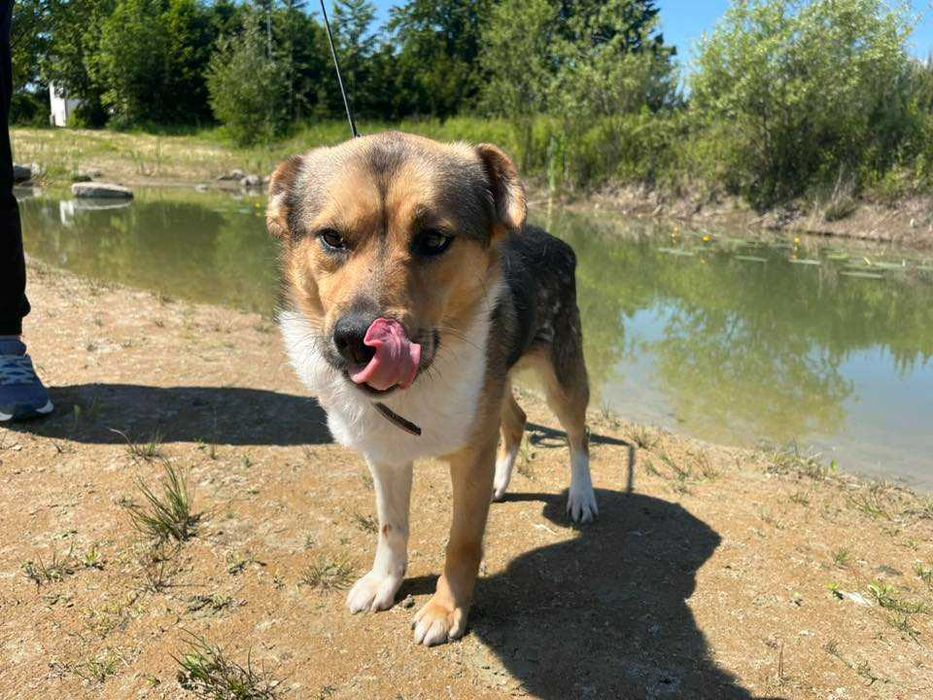 Parys- młody i proludzki psiak do adopcji