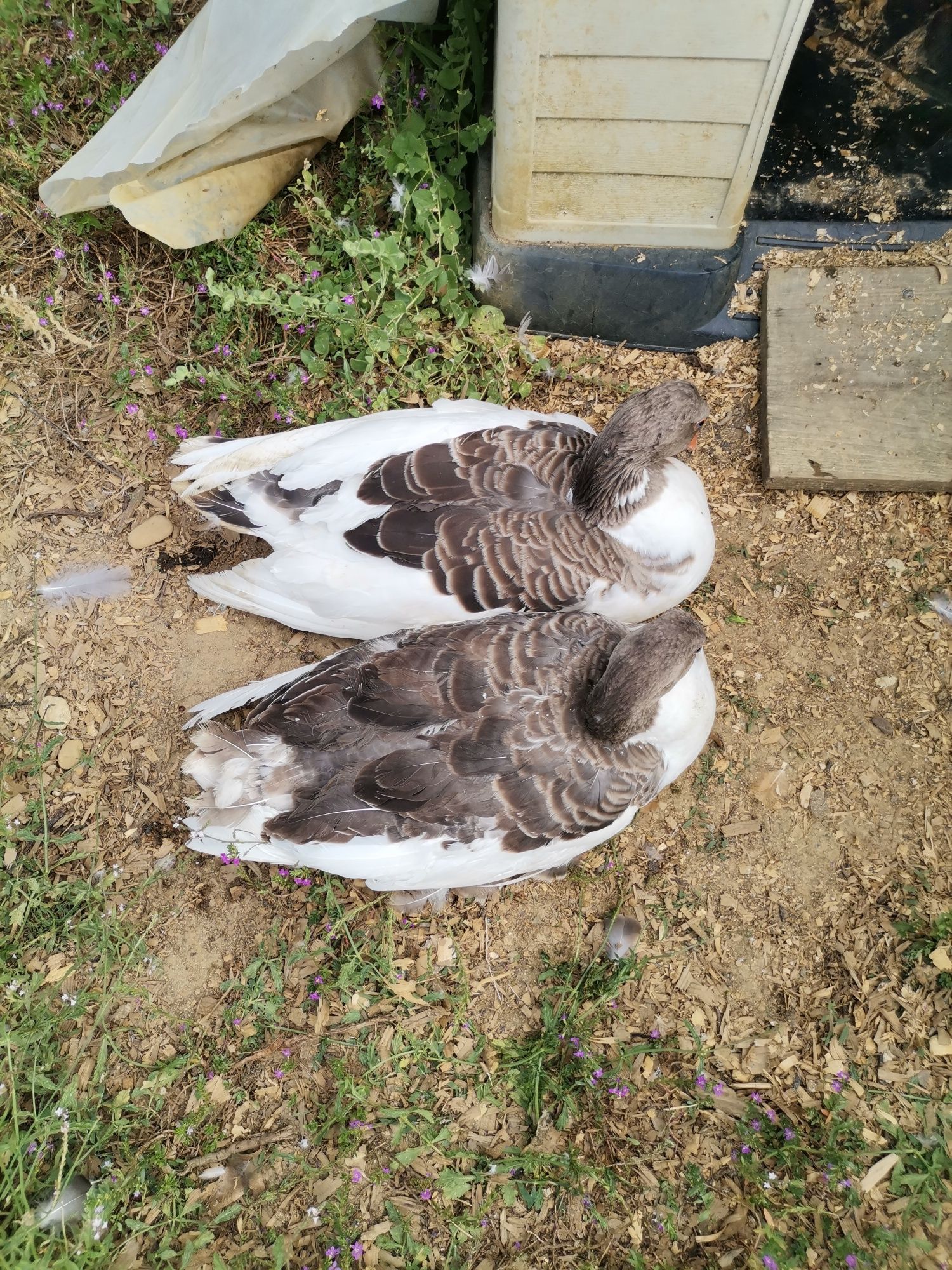 Patos gansos Toulouse vários tamanhos hos