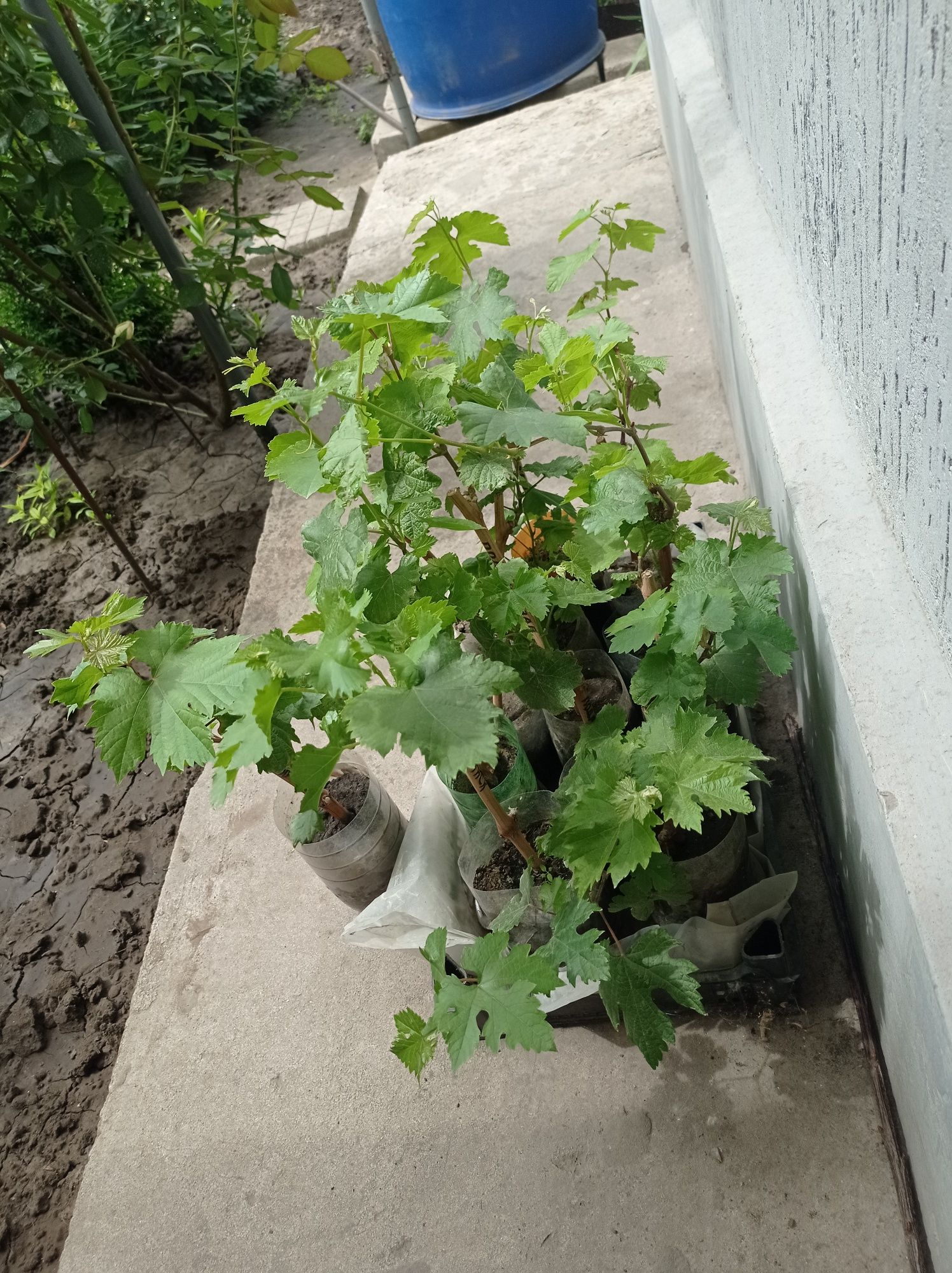 Саджанці винограду сортового недорого