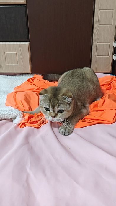 Висловуха дівчинка в золотому забарвленні