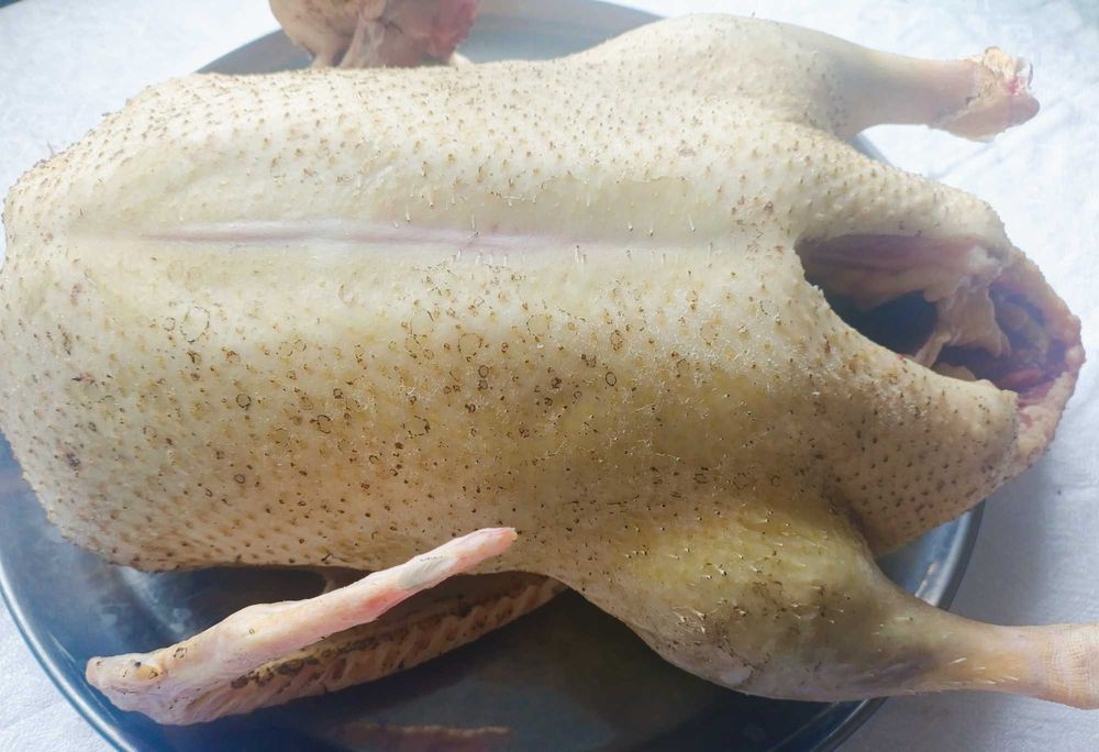 Продам індокачку тушками ,живою вагою , німецька  біла лінія