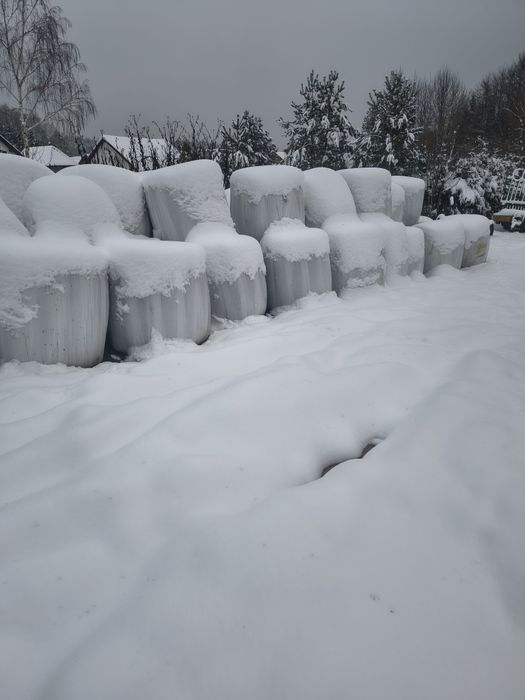 Sprzedam bele kiszonki