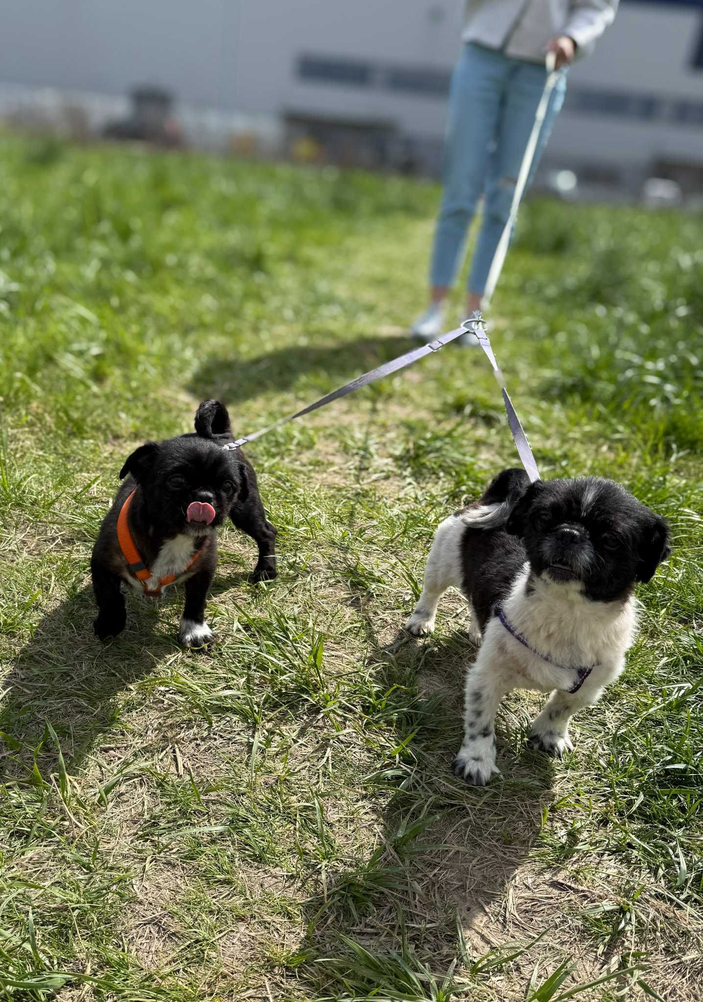 Miki i Momo - pekińczyki szukają domu tymczasowego! Psy w typie rasy.