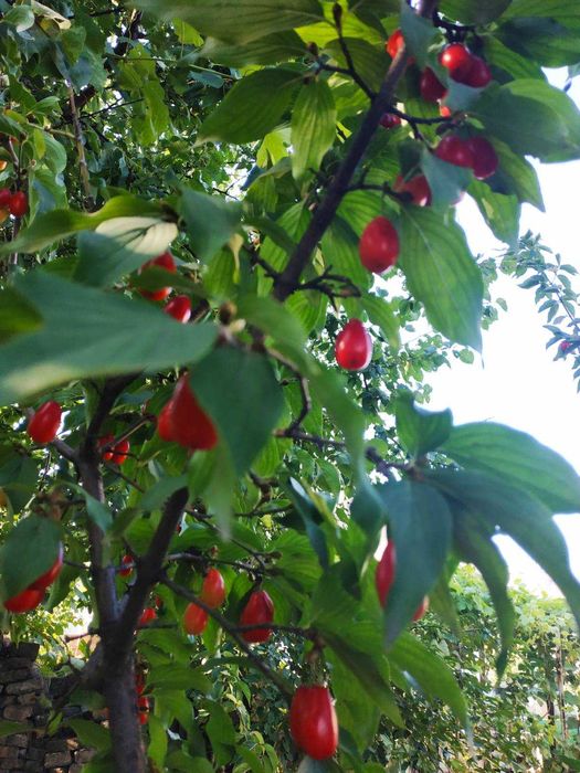 Саженцы кизила сортового