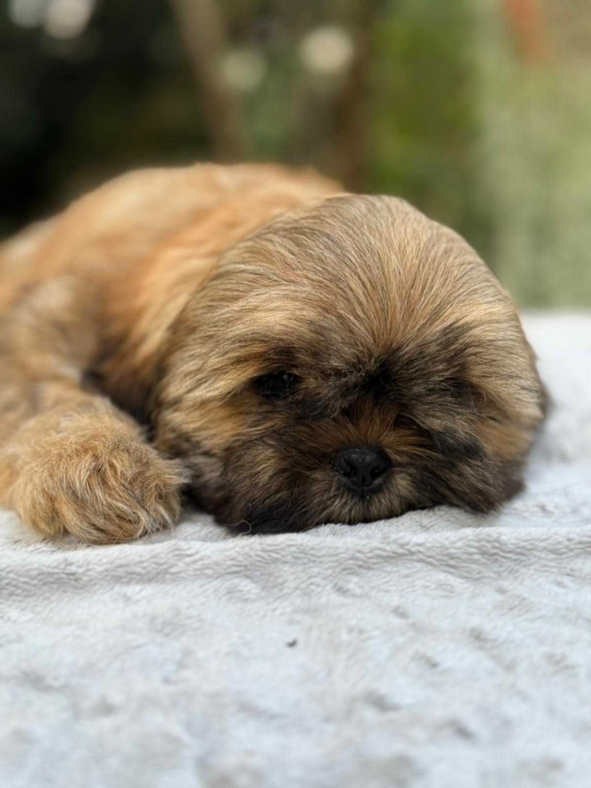 Unikatowy piesek Shih Tzu!  Gotowy DO ODBIORU!