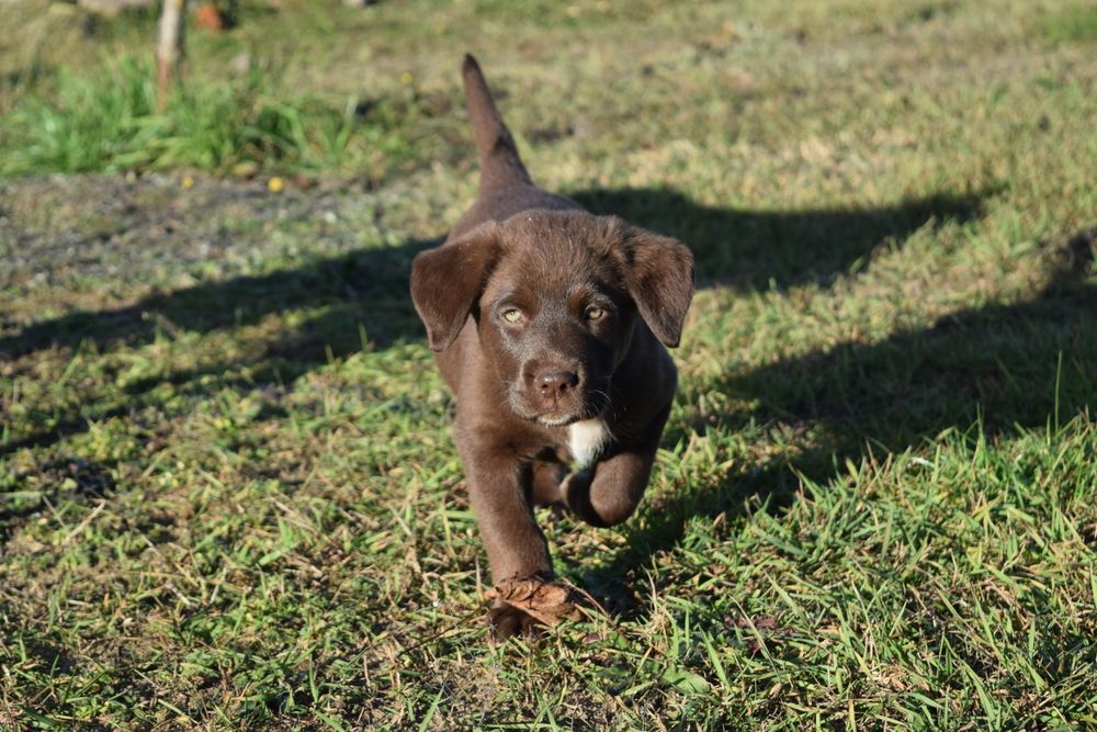 Szczeniaki w typie Labradora