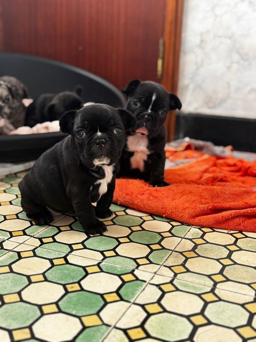 Buldogue francês fêmea