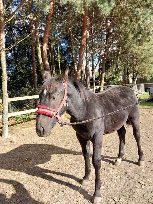 Ogierek śląski- piękny papier