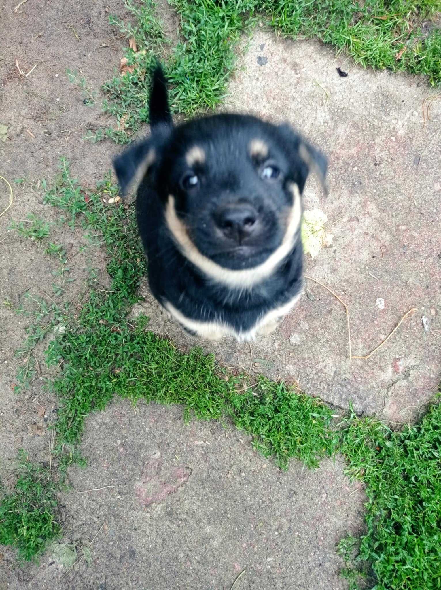 Szczeniaki pieski do adopcji