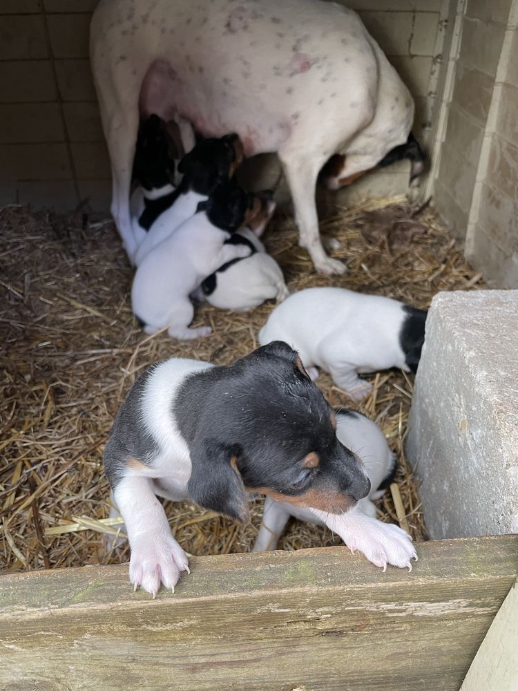 Ratoneros Bodegueiros Andaluz