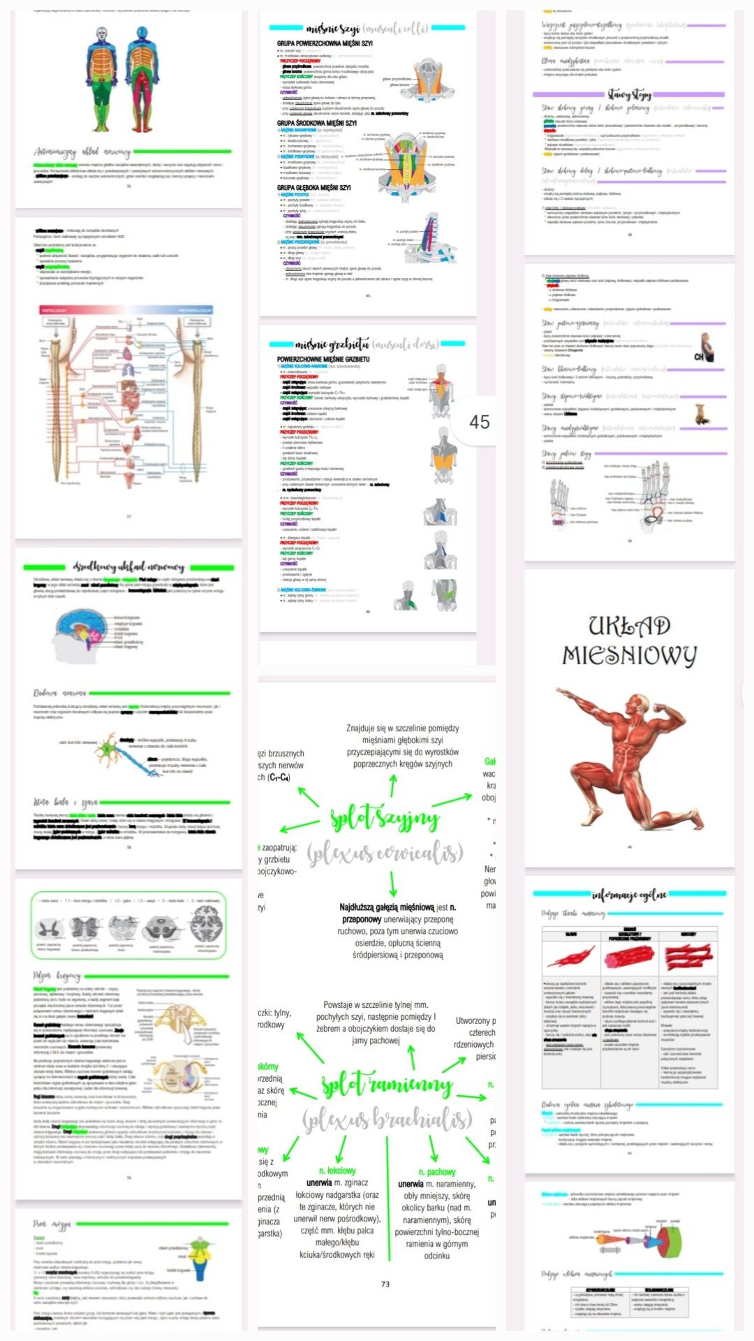 Notatki fizjoterapia anatomia fizykoterapia medycyna fizykalna