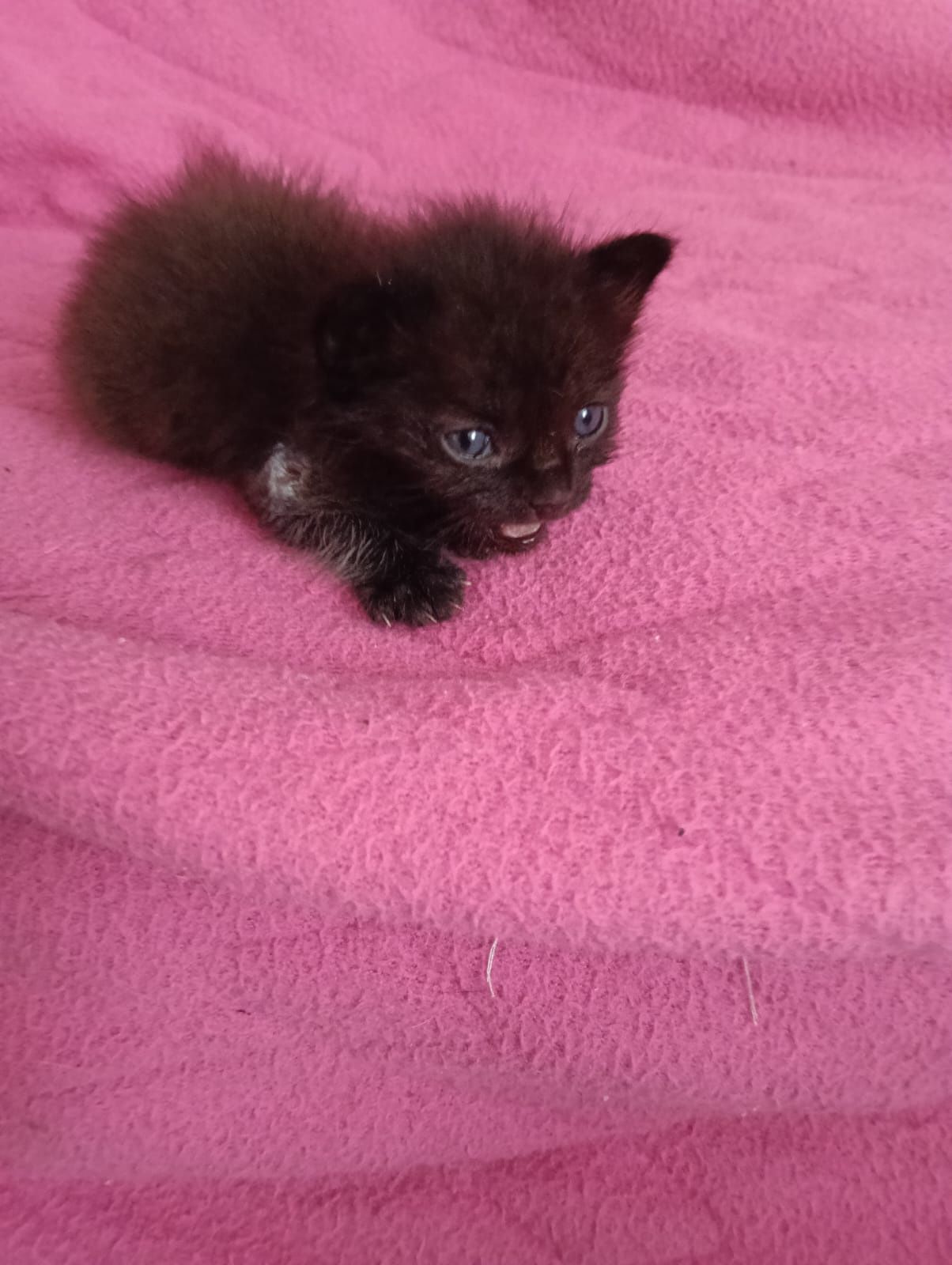 Grinch- Gatinho bebe para adoção responsável