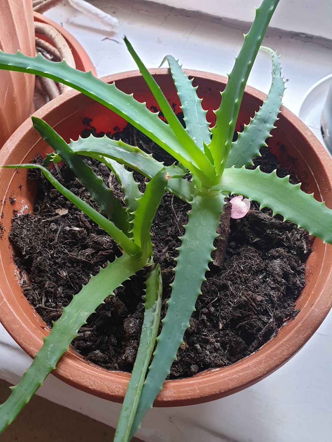 Aloes drzewiasty dwie sadzonki