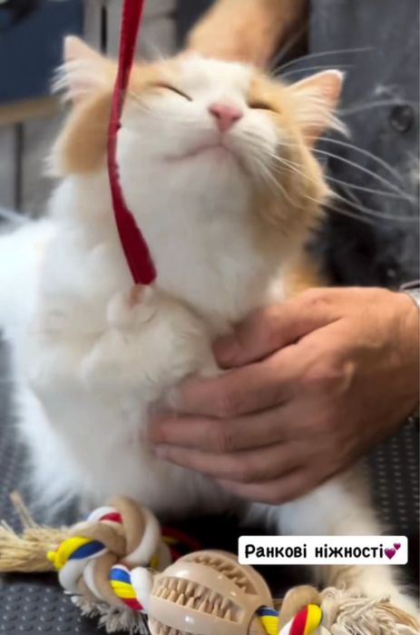 Експрес линька для котів | Грумінг Лівобережна