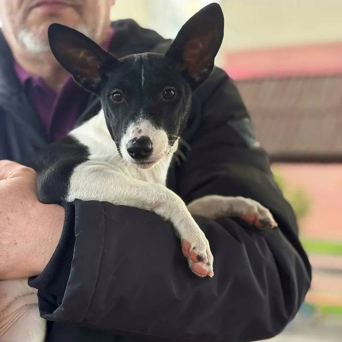 Щенки басенджи шоу класса