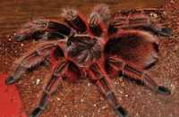 Паук Grammostola rosea red самка 
Grammostola rosea red Если сравниват