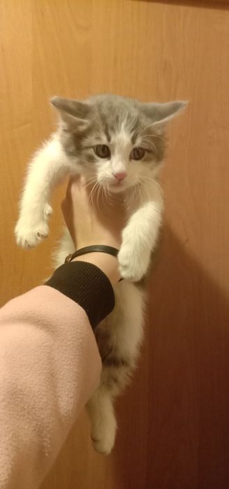 Выбирайте котенка. Котята бесплатно. Кот. Кошка. Даром. Котенок