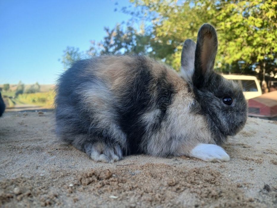 Króliki miniaturki samczyk samiczka młode